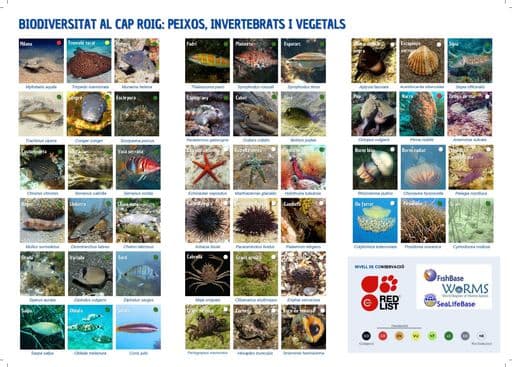 La Regidoria de Sostenibilitat i Medi Ambient dissenya un nou desplegable informatiu sobre la biodiversitat de Cap-Roig